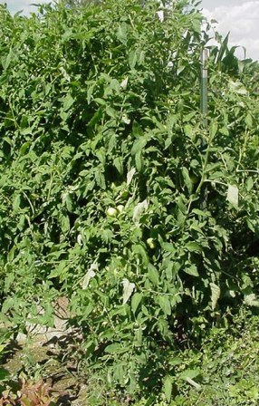 Tomato Plant