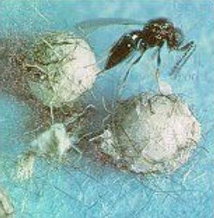 Trichogramma Wasp Trichogramma Wasp