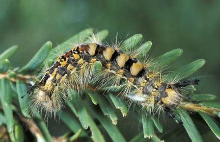 Western Tussock Moth Western Tussock Moth