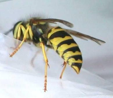 Yellow Jacket Yellow Jacket