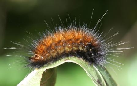 Yellow Woollybear