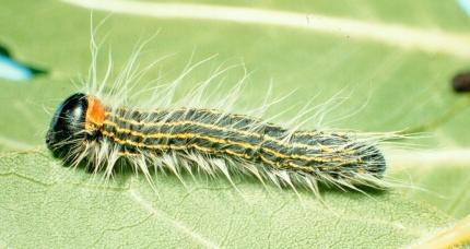 Yellownecked Caterpillar