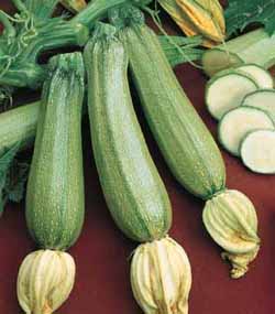 Zucchini Squash