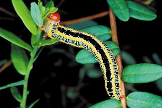 Zebra caterpillar Zebra caterpillar